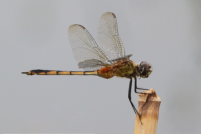 dragon fly